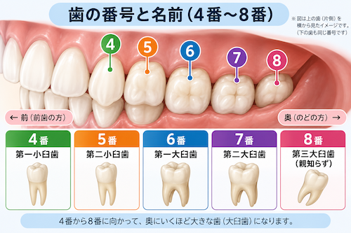 歯の番号と奥歯の位置